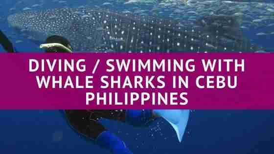 Diving / Swimming with Whale Sharks in Cebu Philippines