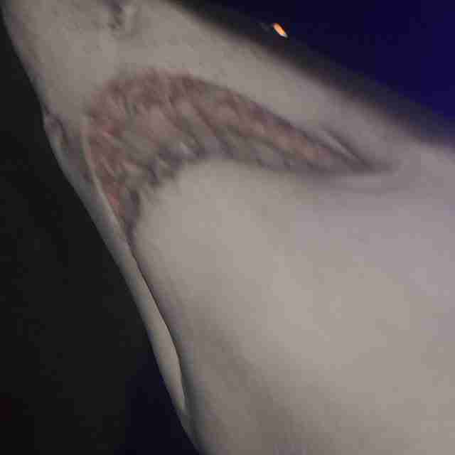 Shark above me in the Oceanarium tunnel KLCC Aquarium