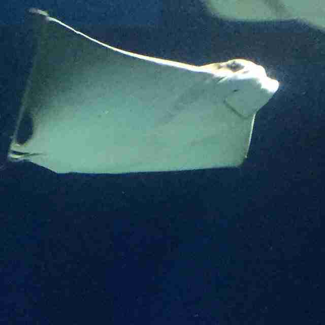 Stingrays Oceanarium KLCC Aquarium