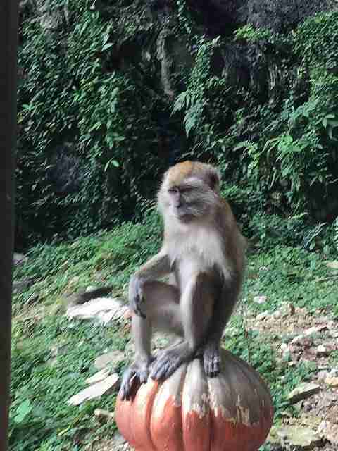 Monkeys at Batu Caves