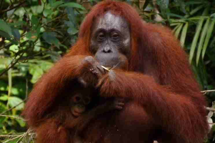 Orangutan in the Orangutan Centre