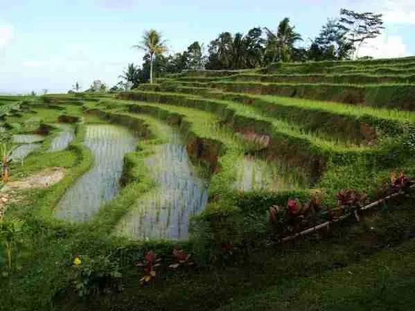 Rice terraces Facts Bali