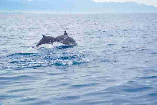 Dolphins Facts Bali