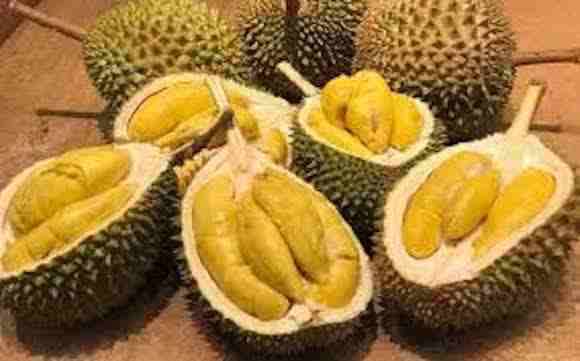 The Durian fruit Kampot Cambodia