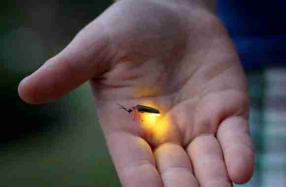 Cherating firefly