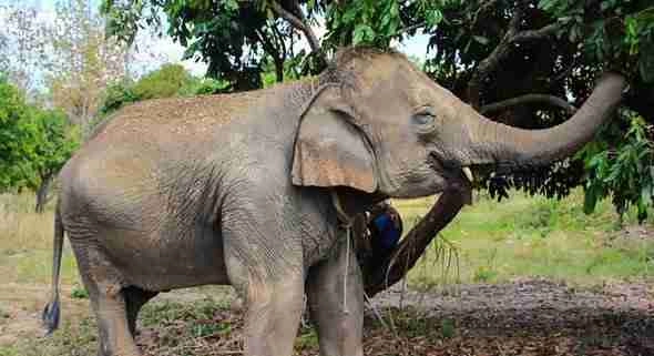 Elephant at the Maeri Elephant Sanctuary