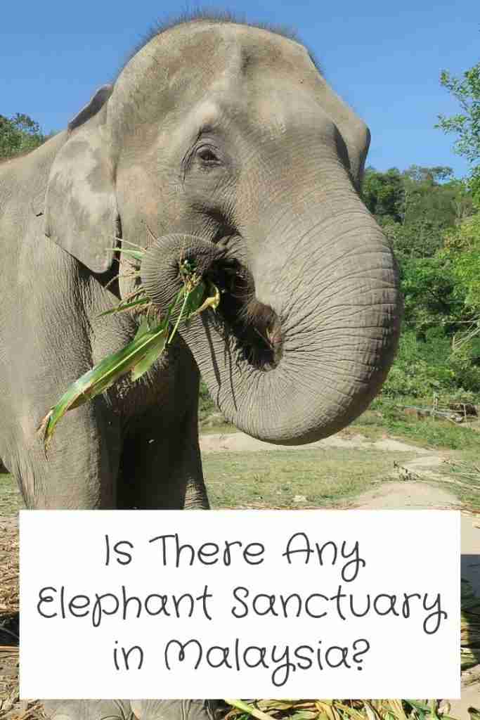 Is There Any Elephant Sanctuary in Malaysia