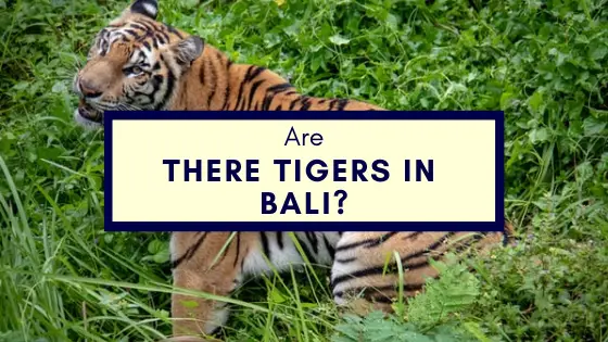 Are There Tigers In Bali