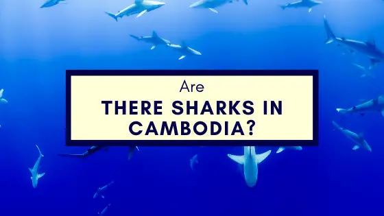 Are There Sharks In Cambodia