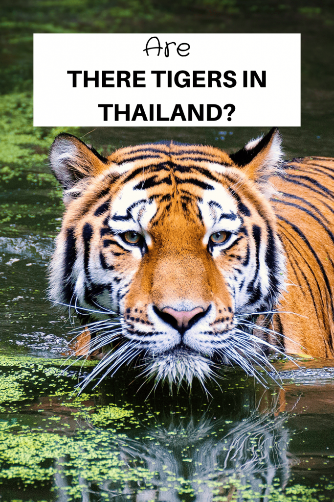 are there tigers in Thailand