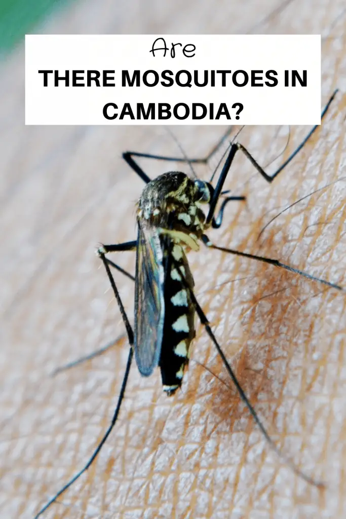 Are There Mosquitoes In Cambodia