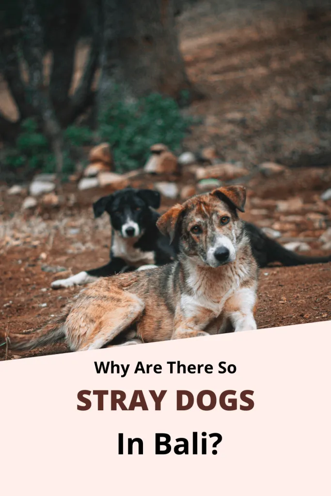 Why Are There So Many Stray Dogs In Bali